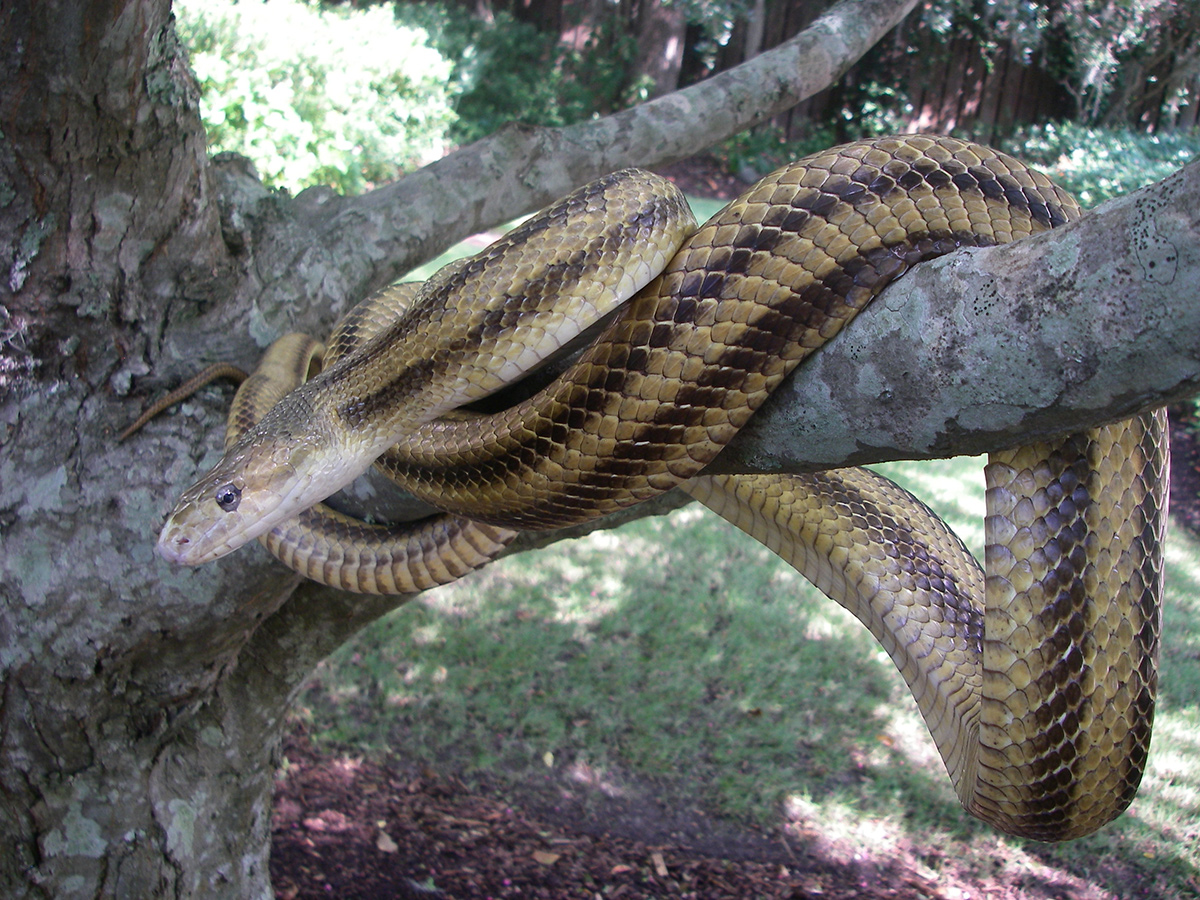 Rat Snake - The Lowcountry Institute