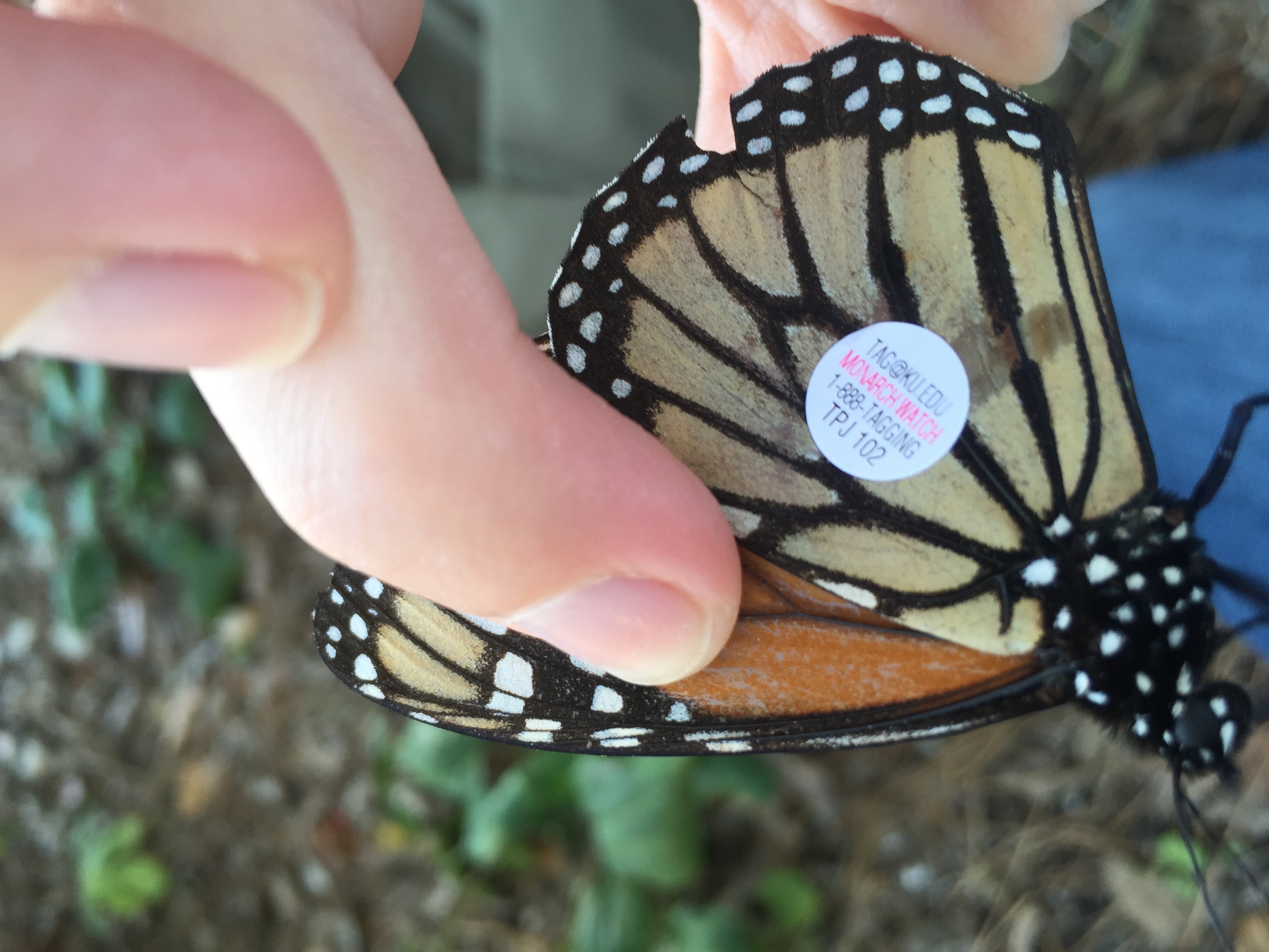 Monarch Butterfly Citizen Science Research