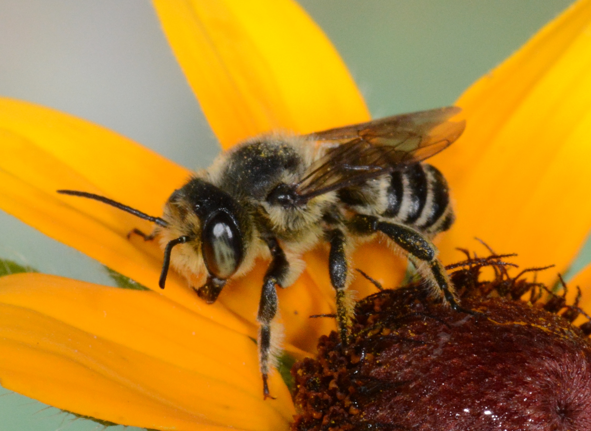Pollinator Research