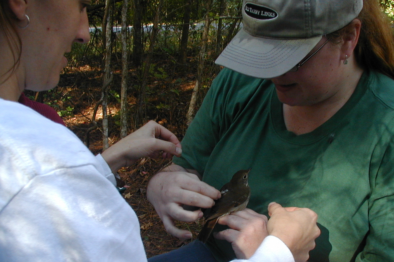 Habitat Usage by Hermit Thrushes