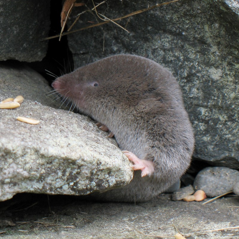 Shrews - The Lowcountry Institute Shrews - The Lowcountry Institute