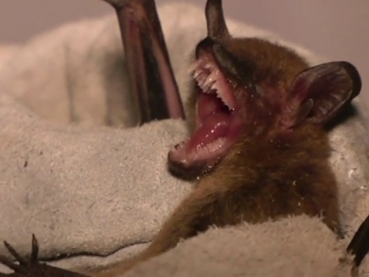 big brown bat